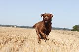 LABRADOR 008